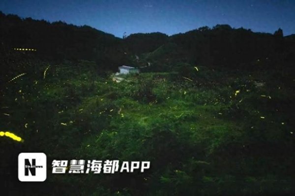 众豪配资 福州新增一夏夜“网红打卡点”！闽侯大湖乡岭头村迎来了萤火虫观赏季